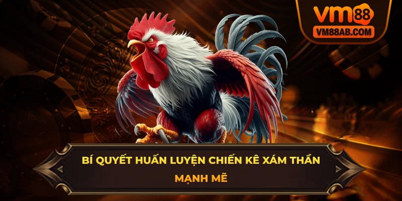 Bí quyết huấn luyện chiến kê xám thần mạnh mẽ