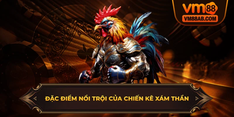 Đặc điểm nổi trội của chiến kê xám thần